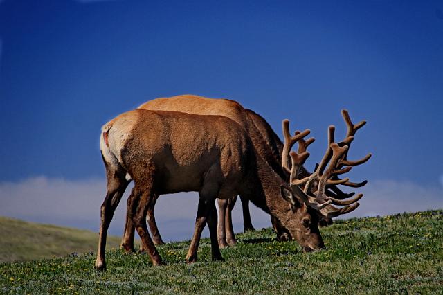 140 rocky mountains, wapiti hert.JPG